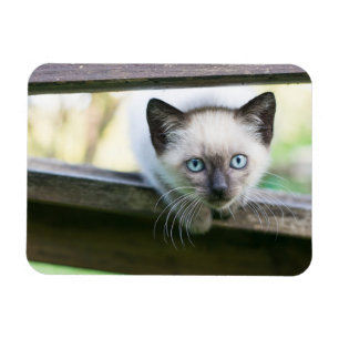 Kutest Baby Animals   Siamese Kitten 2 Magneet