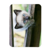 Kutest Baby Animals | Siamese Kitten 2 Magneet (Verticaal)