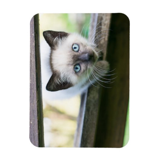 Kutest Baby Animals | Siamese Kitten 2 Magneet (Verticaal)