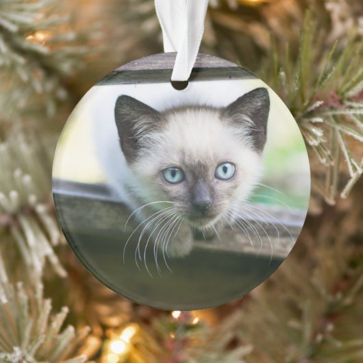 Kutest Baby Animals | Siamese Kitten 2 Ornament (Boom)