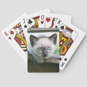 Kutest Baby Animals   Siamese Kitten 2 Pokerkaarten