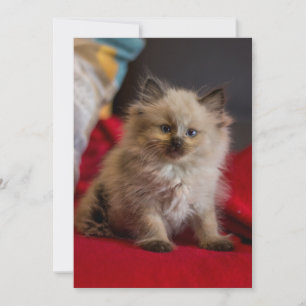 Kutest Baby Animals Siamese Kitten Bedankkaart
