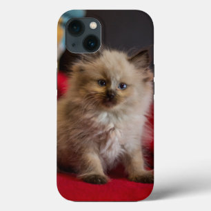 Kutest Baby Animals Siamese Kitten iPhone 13 Hoesje