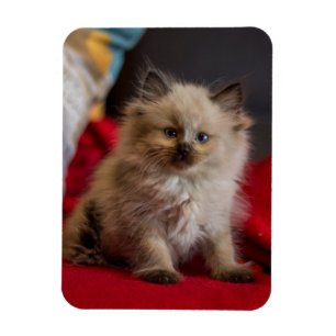 Kutest Baby Animals   Siamese Kitten Magneet