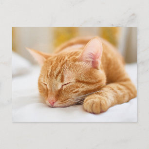 Kutest Baby Animals   Slaapgember Briefkaart