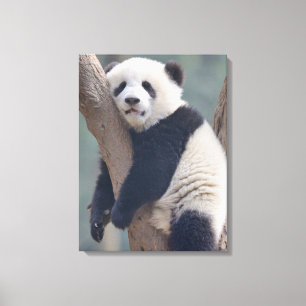 Kutest Baby Animals Slaapstand Baby Panda-Beer Canvas Afdruk