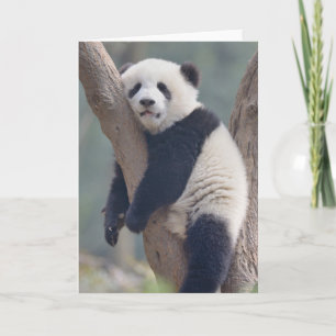 Kutest Baby Animals   Slaapstand Baby Panda-Beer Kaart
