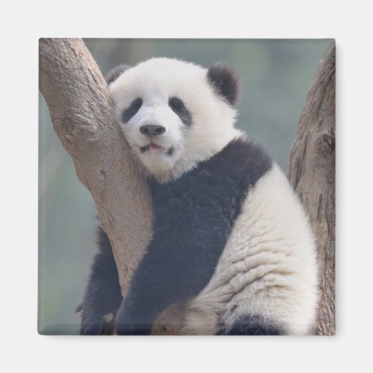 Kutest Baby Animals | Slaapstand Baby Panda-Beer Magneet (Voorkant)