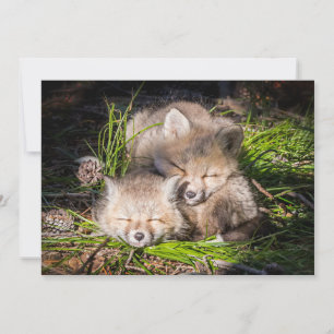 Kutest Baby Animals Slaapstand van de Baby Red F Bedankkaart