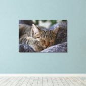 Kutest Baby Animals | Slapen van Tabby Kitten Canvas Afdruk (Insitu (Houten vloer))