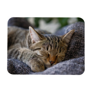 Kutest Baby Animals   Slapen van Tabby Kitten Magneet