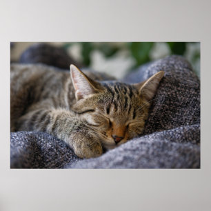 Kutest Baby Animals   Slapen van Tabby Kitten Poster