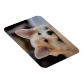 Kutest Baby Animals | Sleepy Corgi Puppy Magneet (Rechterzijde)