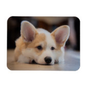 Kutest Baby Animals | Sleepy Corgi Puppy Magneet (Horizontaal)