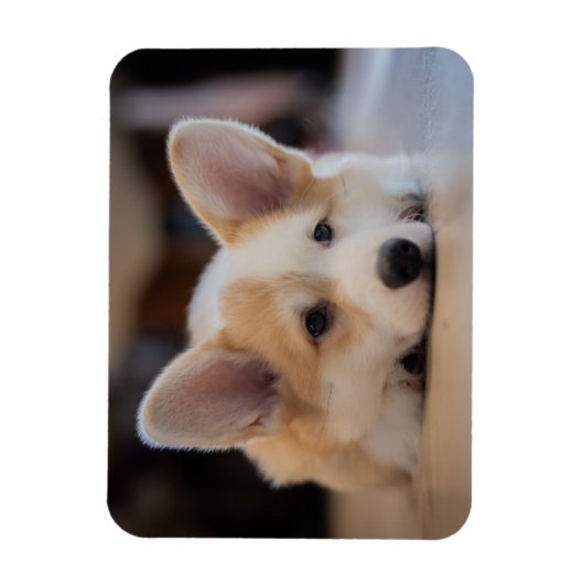 Kutest Baby Animals | Sleepy Corgi Puppy Magneet (Verticaal)