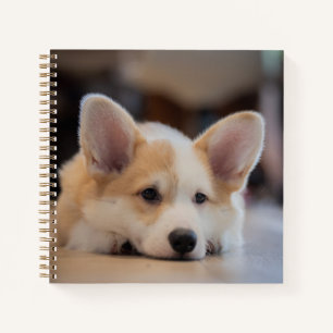 Kutest Baby Animals   Sleepy Corgi Puppy Notitieboek