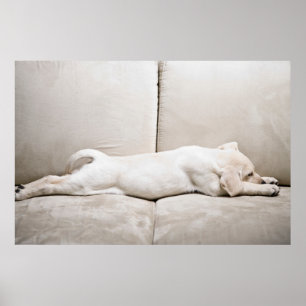 Kutest Baby Animals   Sleepy Yellow Labrador Puppy Poster