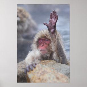 Kutest Baby Animals   Sneeuwkever Poster