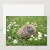 Kutest Baby Animals | Spaanse egel Bedankkaart (Voorkant / Achterkant)