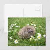 Kutest Baby Animals | Spaanse egel Briefkaart (Voorkant / Achterkant)