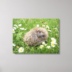Kutest Baby Animals   Spaanse egel Canvas Afdruk