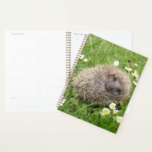 Kutest Baby Animals   Spaanse egel Planner