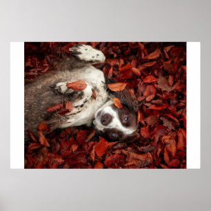 Kutest Baby Animals   Spaniel in najaarsbladeren Poster