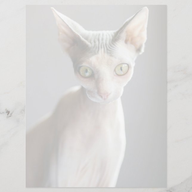 Kutest Baby Animals | Sphinx Cat (Voorkant)