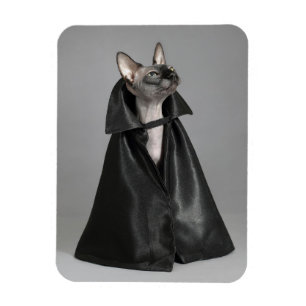 Kutest Baby Animals   Sphynx Hairless Cat Magneet