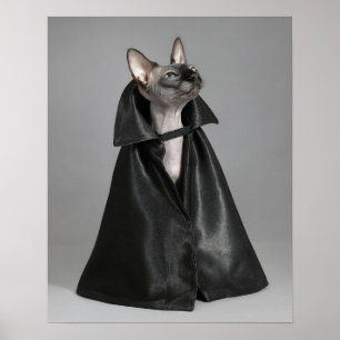 Kutest Baby Animals   Sphynx Hairless Cat Poster