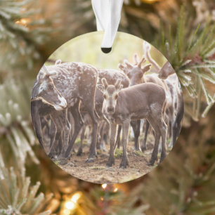 Kutest Baby Animals   Svalbard Reindeer Ornament