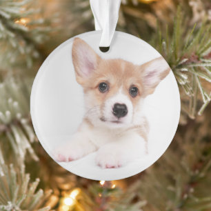 Kutest Baby Animals Sweet Baby Corgi Ornament