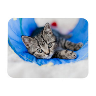 Kutest Baby Animals Tabby Kitten in Play Tunnel Magneet