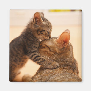 Kutest Baby Animals   Tabby Kitten Kiss Magneet