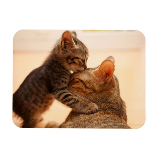 Kutest Baby Animals | Tabby Kitten Kiss Magneet (Horizontaal)