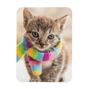 Kutest Baby Animals   Tabby Kitten Rainbow Scarf Magneet