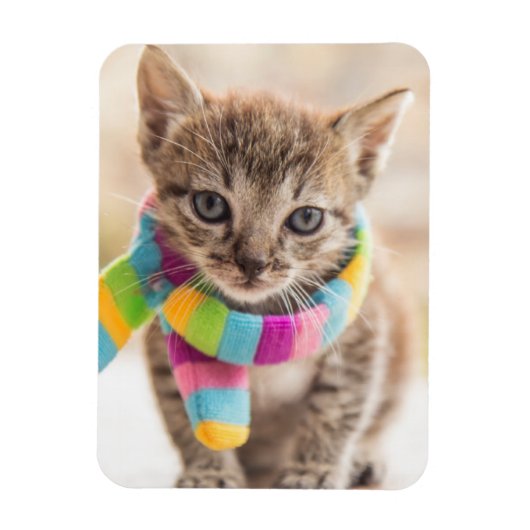 Kutest Baby Animals | Tabby Kitten Rainbow Scarf Magneet (Verticaal)