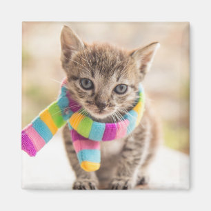 Kutest Baby Animals   Tabby Kitten Rainbow Scarf Magneet