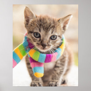 Kutest Baby Animals Tabby Kitten Rainbow Scarf Poster