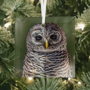 Kutest Baby Animals Tawny Owl Glas Ornament