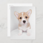Kutest Baby Animals | Tiny Corgi Briefkaart (Voorkant / Achterkant)
