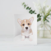 Kutest Baby Animals | Tiny Corgi Briefkaart (Staand voorkant)