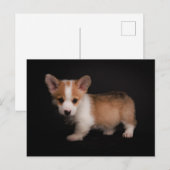Kutest Baby Animals | Tiny Corgi Briefkaart (Voorkant / Achterkant)