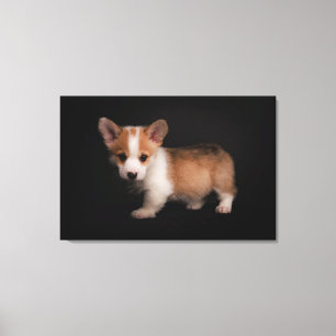 Kutest Baby Animals   Tiny Corgi Canvas Afdruk