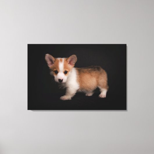 Kutest Baby Animals | Tiny Corgi Canvas Afdruk (Voorkant)