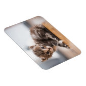 Kutest Baby Animals | Tiny Tabby Kitten Magneet (Rechterzijde)