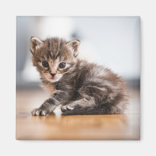 Kutest Baby Animals Tiny Tabby Kitten Magneet