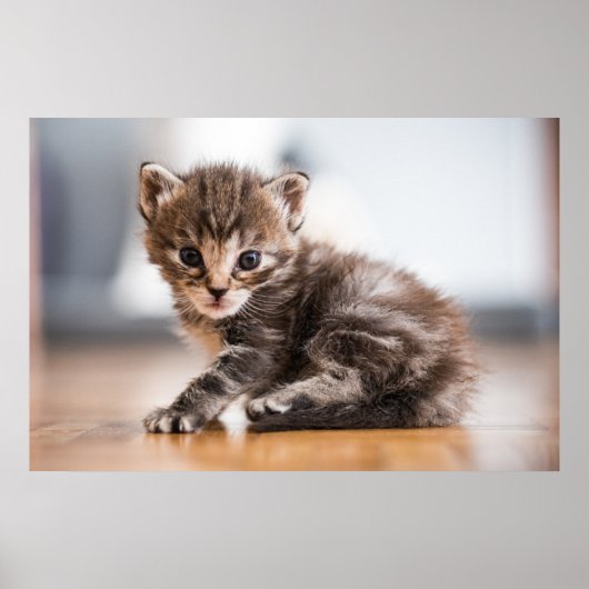 Kutest Baby Animals | Tiny Tabby Kitten Poster (Voorkant)