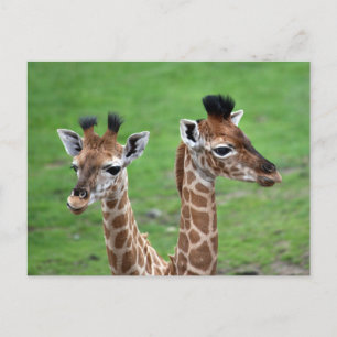 Kutest Baby Animals   Twee Baby Giraffe Briefkaart