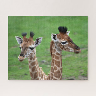 Kutest Baby Animals Twee Baby Giraffe Legpuzzel